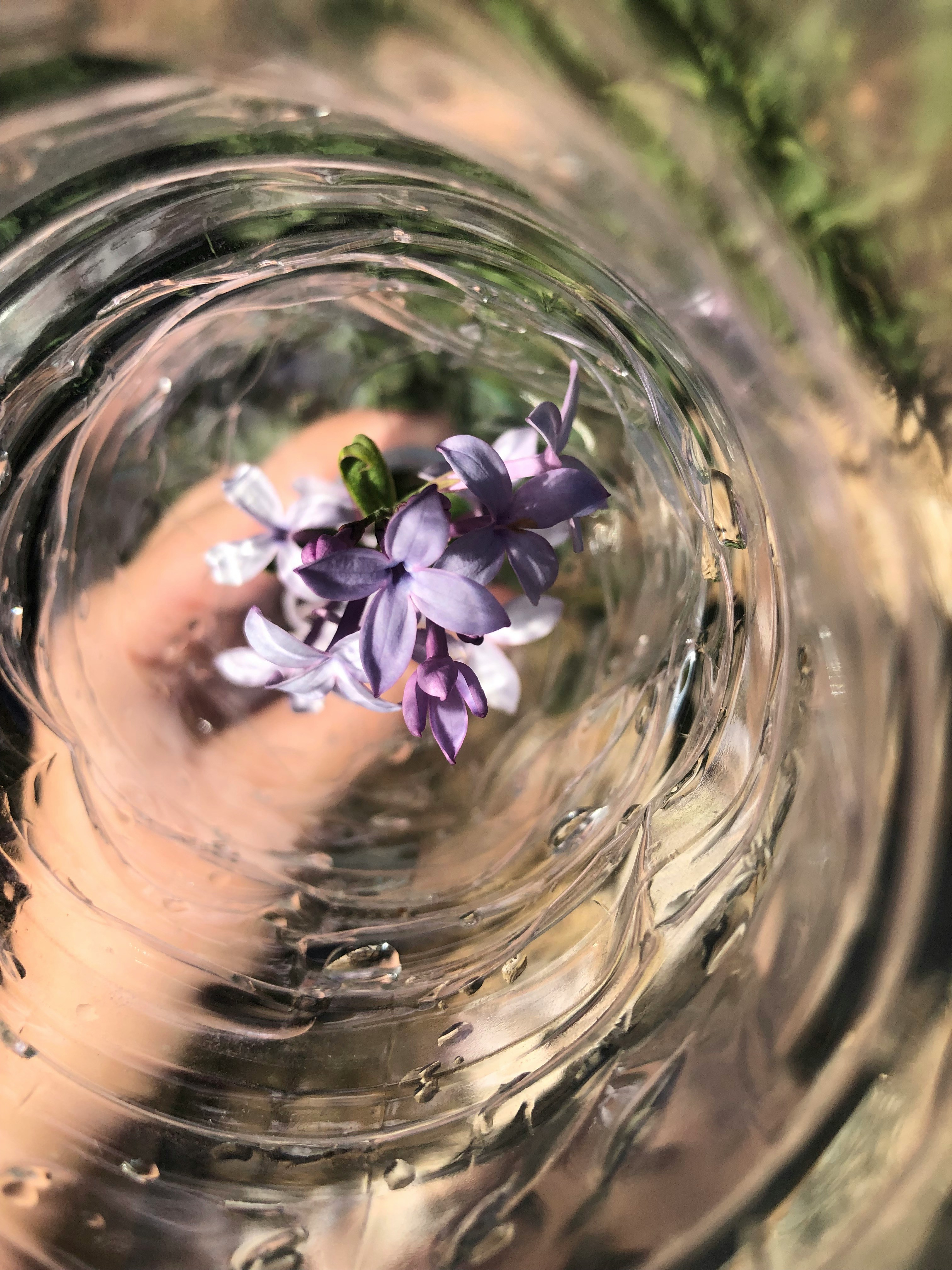 Water ripples with flower - Whole Self Somatics